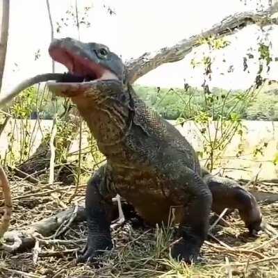 Komodo dragon gulps down an adult monkey in Indonesia