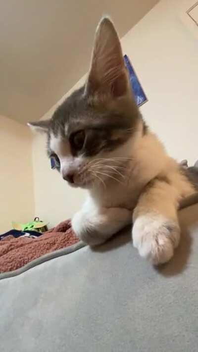 Obi is a yeller when he's tired