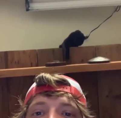 I'm convinced this cat knew what it was doing