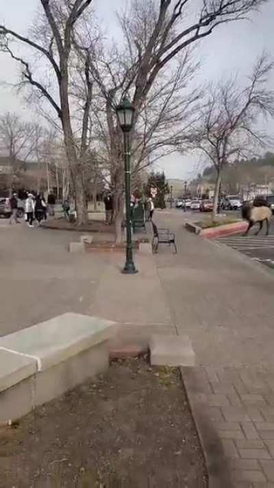 WCGW if I try to walk by an Elk