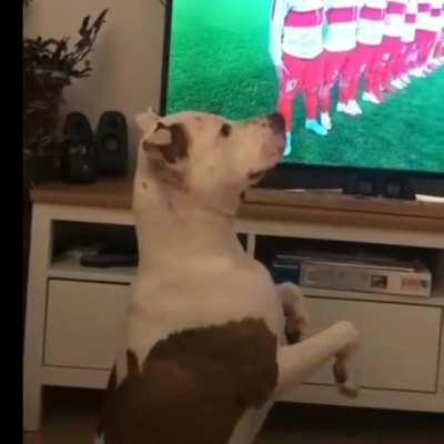 Least nationalist Turkish dog 🤟🏿🐶