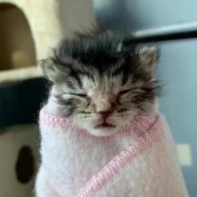 Spa day for my foster kitten, Sunshine!