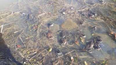 Love is in the air. Common european brown frog.