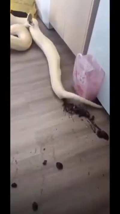 The day after Apollo the snake ate Taco Bell