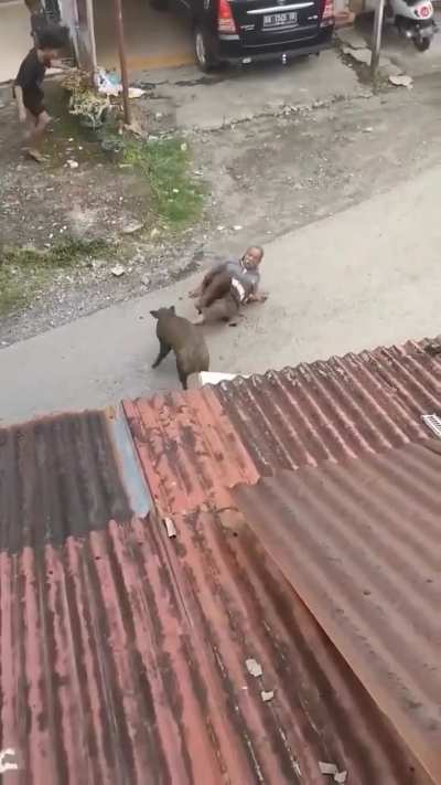 When pork bites back