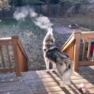 2 yO DoG aLreAdY aDdiCteD tO VaPiNg