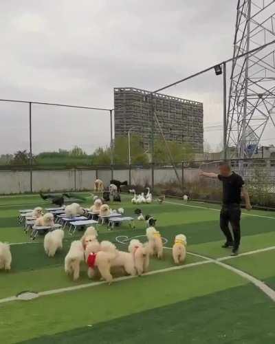 Time for physical education at this dog school