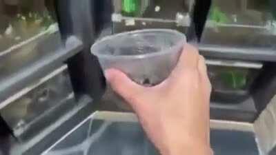 <Aracnofobia> Casinha nova pra aranha :3 </Aracnofobia>