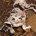 Kitten goes for the face and gets a smack down