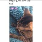 Cat gets it tongue stuck on blanket