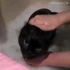 How to bathe a dragon