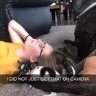 VIoLENt dOG pUnChES PuPpy