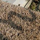 This bee flying right into my mouth this morning. Sorry for the formatting.