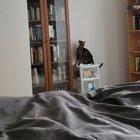 I moved a shelf. Kali meowed at the bookshelves throughout the night and finally got the catculations right.