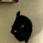 My roommates cat, June loves it when you say her name. *unmute*