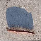 Shadow of a Millipede walking.