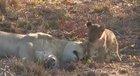 🔥 Lioness loving her cub 🔥