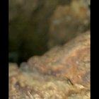 Oh cool a hole in a tree!