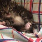 Meet my new foster kitten-eight ounces of adorableness💜😻💜