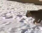 Tiger attacks dog