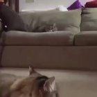 A month into lockdown