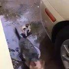 House dog brings home and rescues a stray kitten