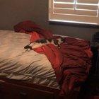 I love it when my cat yawns