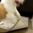 How excited this dog gets