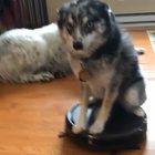 My sisters dog is strange