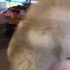 Carrying a teddy bear.