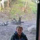 real jerk of a tiger for interrupting the photo