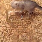 Do not watch this is you are uncomfortable watching a kitten get trapped in a bottle and slowly starve to death.