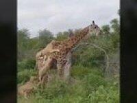 They forgot to put nerves in this one