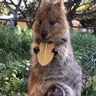🔥 Mama quokka snacking, while the baby is safely tucked in