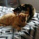 This ear looks tasty...