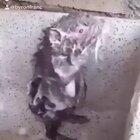 Mouse taking a bath!!!