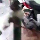 que nunca mais arrobe