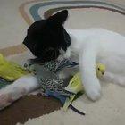 Not sure if this has been on before. but it is totally adorable.