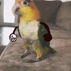 Don't upset the bird, he's armed.