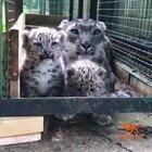 Never new snow leopard cubs sound this scary!!