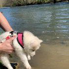 Her first time by the water air swimming!