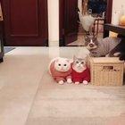 omg😩cats in sweaters kill me😔🥺😘