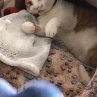 Kitty wanted it’s fave pillow