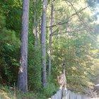 Watching my cat walk along the fence never ceases to amaze me.