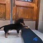 He's a skater dog