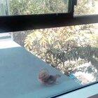 My sister's dog made a new friend. Wait the tail wags.