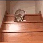 Just watering down the stairs