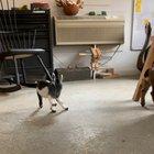 We have officially created a subreddit for Milk Dud so we can overload you all with content of her being precious as all. r/milkdud