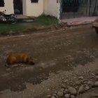 dOg Is BrUtAlY RuN OvEr By a StEaMrOlEr