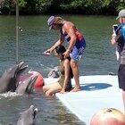 Swim with the dolphins they said. It'll be fun they said. Nobody said anything about getting raped by a dolphin.